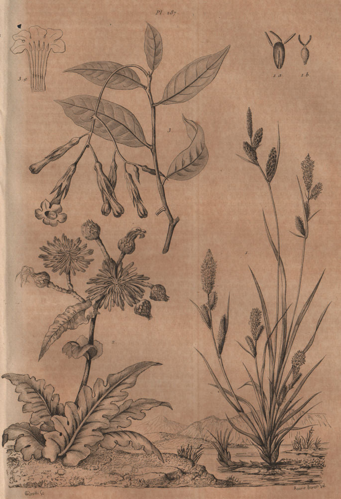 PLANTS. Laiche (Carex). Laitron (Sonchus). Lamarckia 1834 old antique print